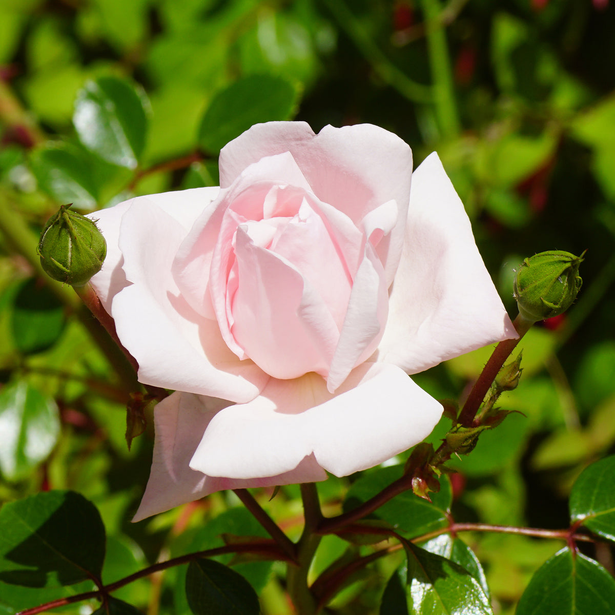 Vente Rosier grimpant 'New Dawn'