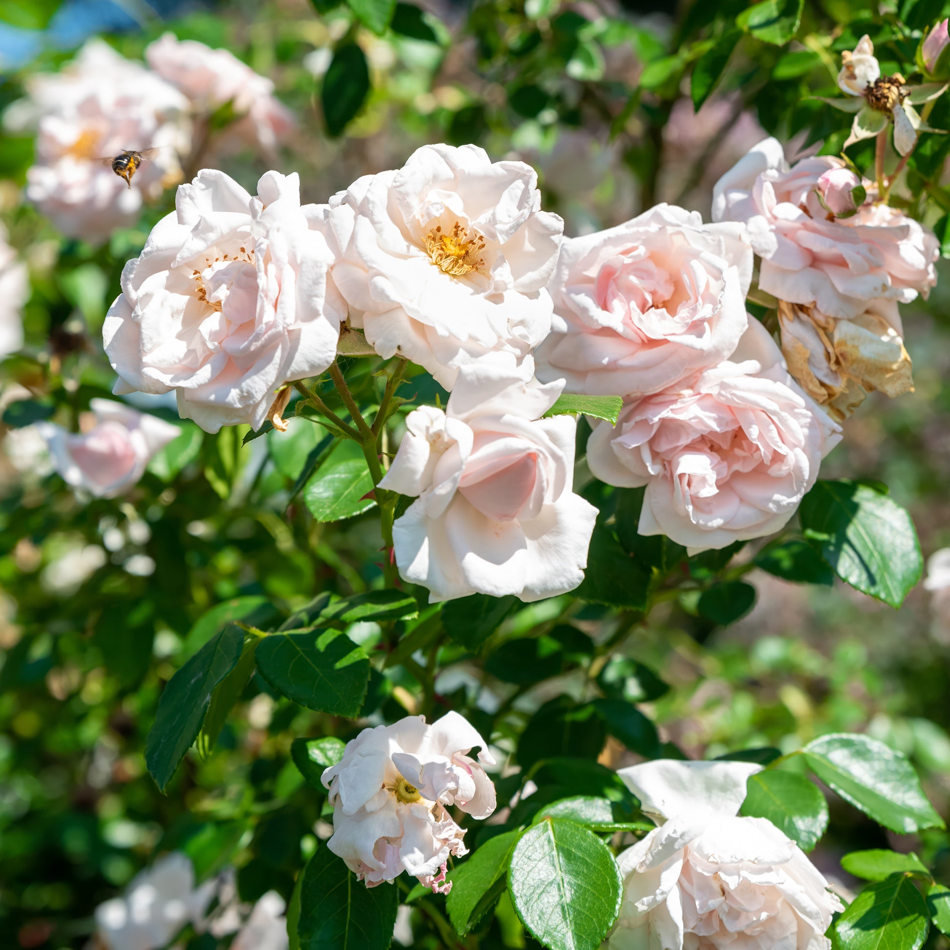 Rosier grimpant 'New Dawn' - Bakker