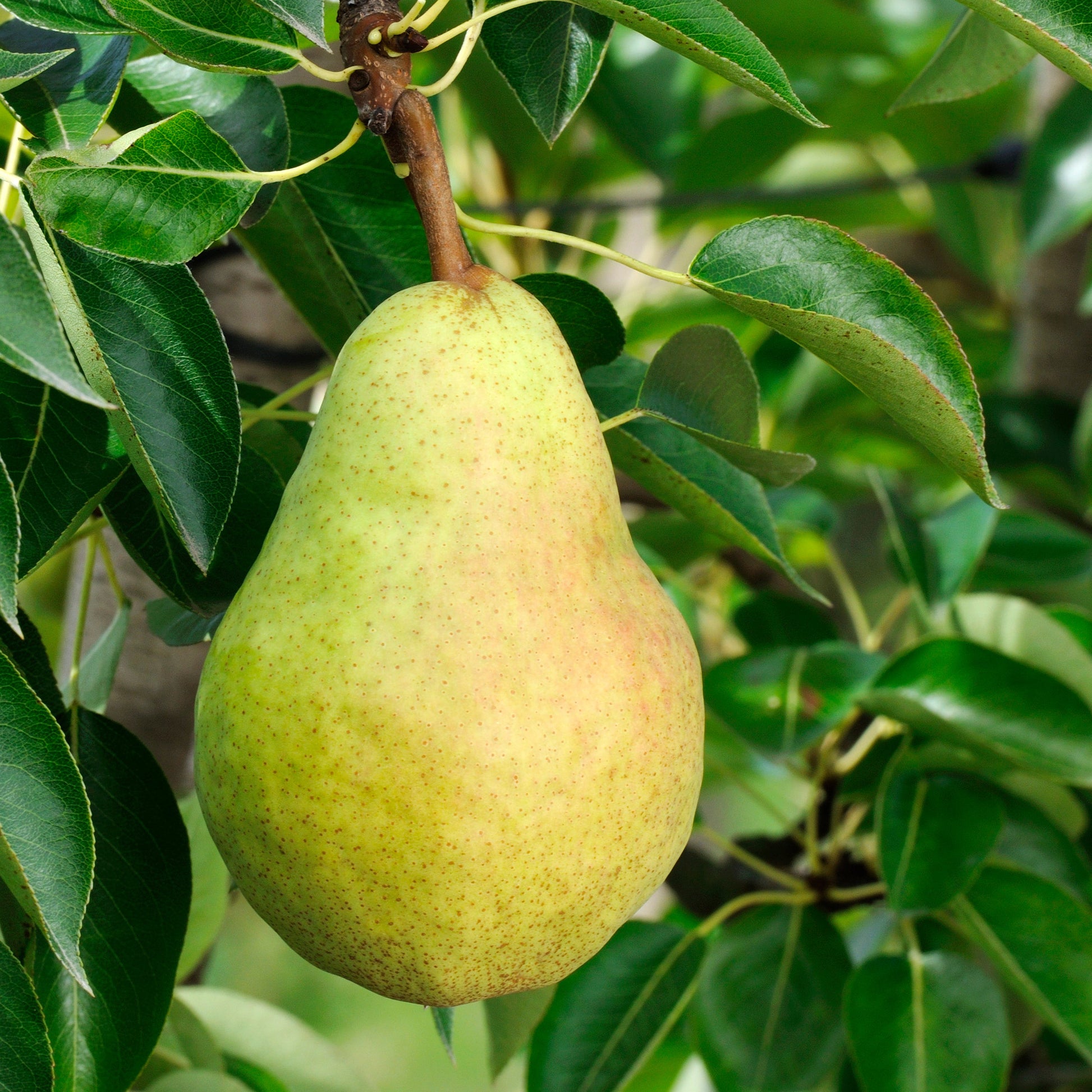 Poiriers - Poirier 'Williams' - Pyrus communis William's ('bon chrétien')