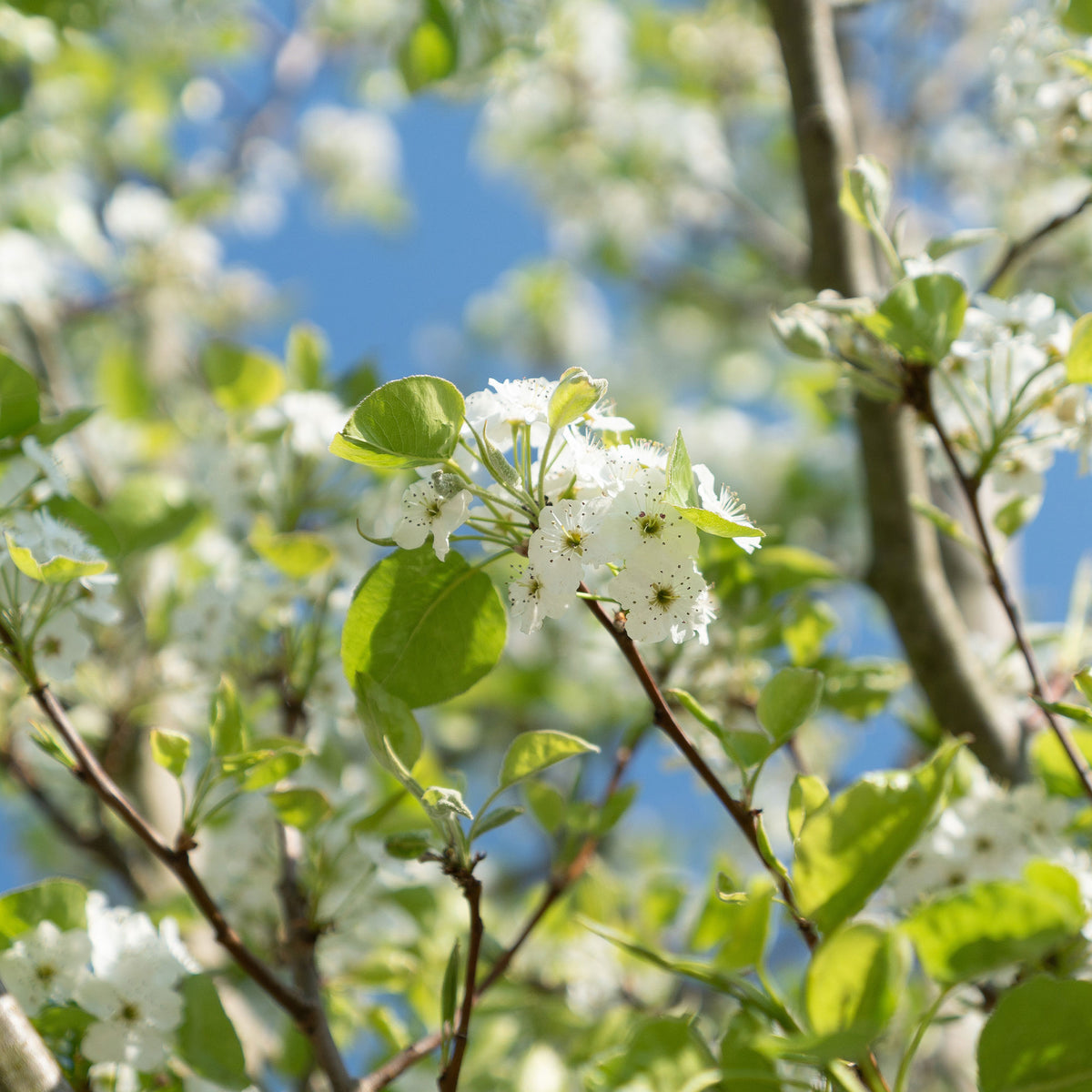 Pyrus communis William's ('bon chrétien') - Poirier 'Williams' - Poiriers