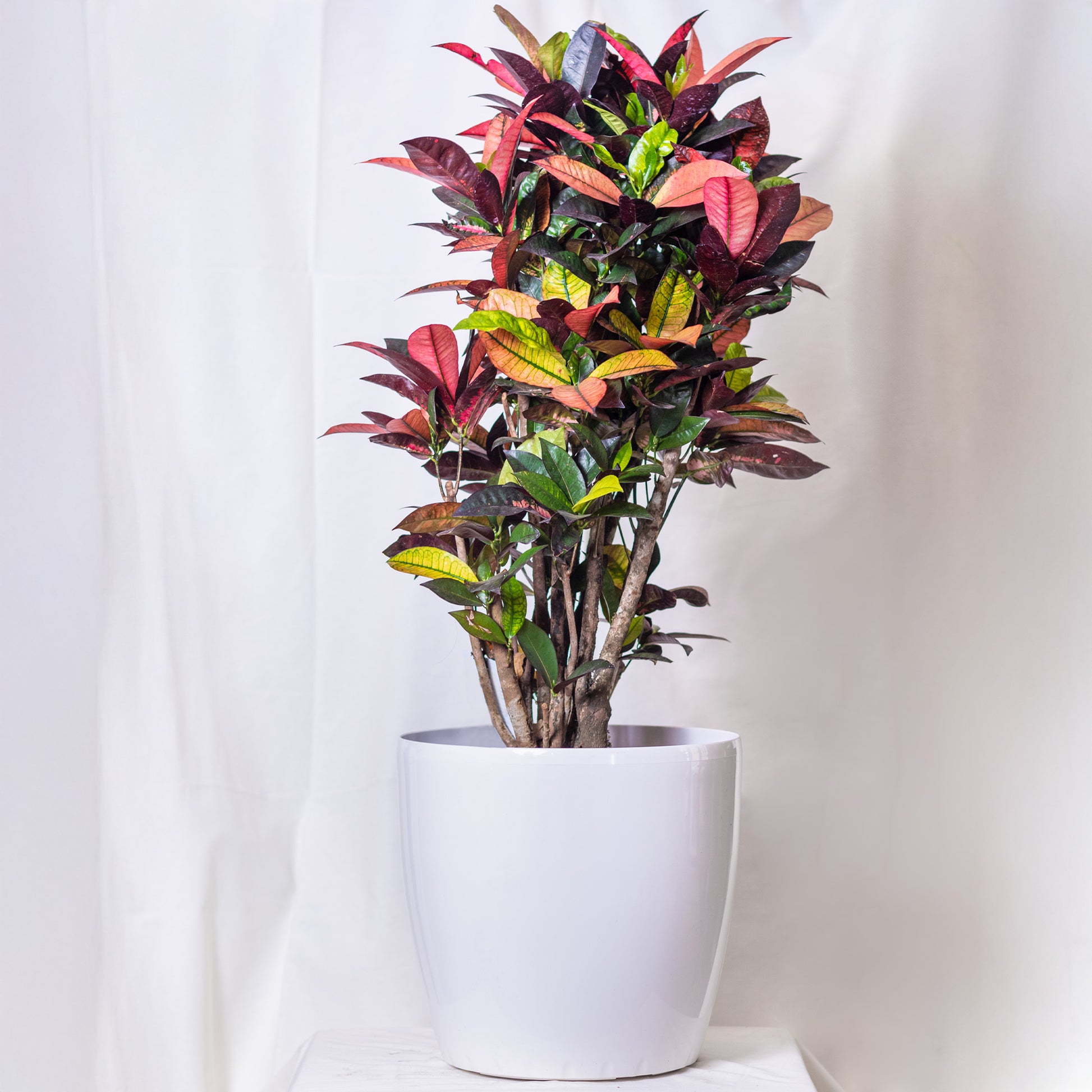 Plantes vertes d'intérieur - Croton 'Mrs Iceton' - Codiaeum variegatum mrs. iceton