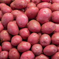 Solanum tuberosum Rouge des Flandres - 10 Pommes de terre Rouge des Flandres - Plants de pommes de terre