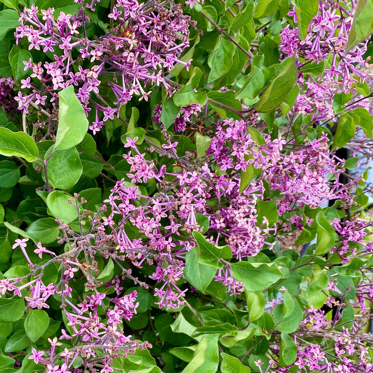 Lilas nain  'Dark Purple' - Syringa pubescens microphylla Bloomerang Dark Purple - Bakker