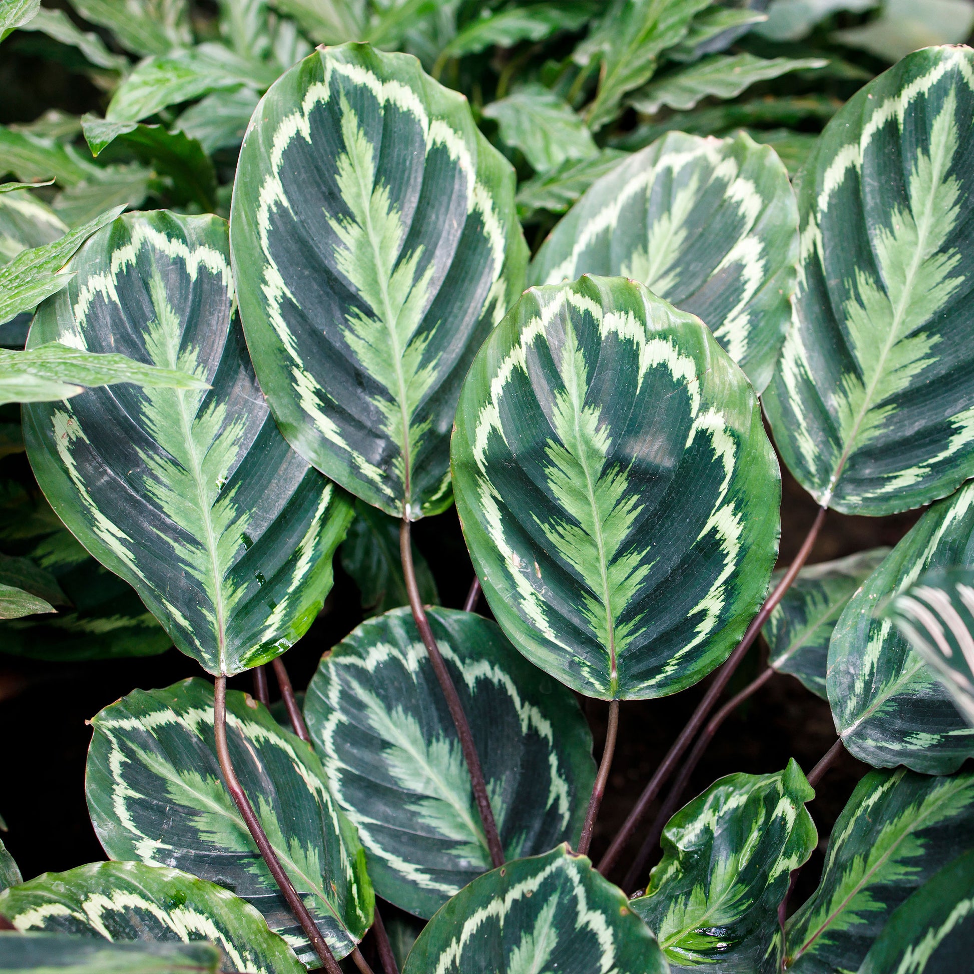Calathea - Calathea 'Medaillon' XL - Calathea medaillon