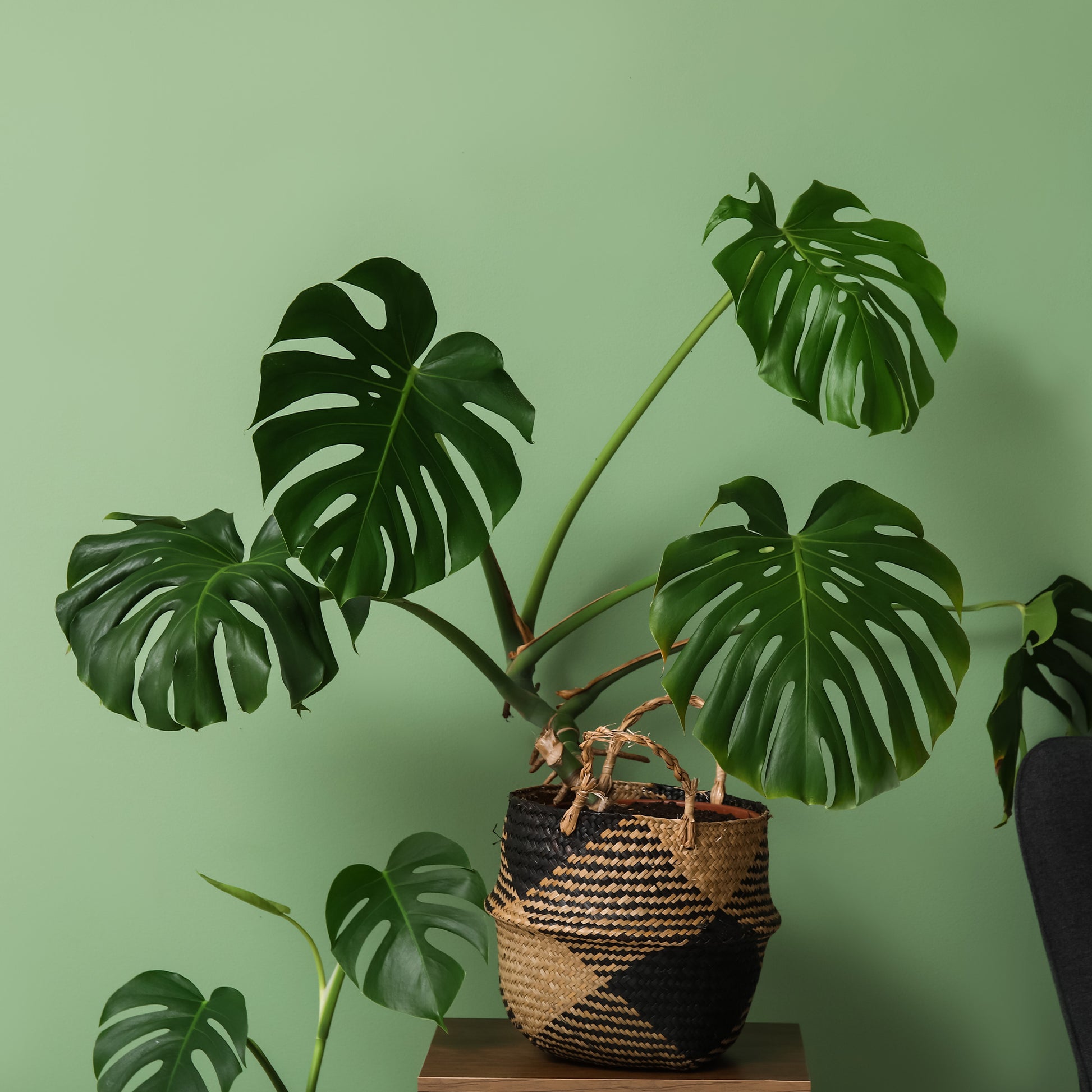 faux philodendron monstera deliciosa Philodendron Monstera deliciosa