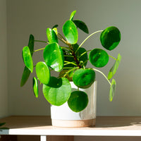 Pilea peperomioides - Bakker