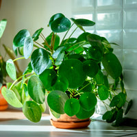 Plantes vertes d'intérieur - Pilea peperomioides - Pilea peperomioides