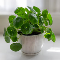 Vente Pilea peperomioides