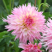 3 Dahlias cactus dentelle Nadia Ruth - Dahlia fimbriata 'nadia ruth' - Bakker