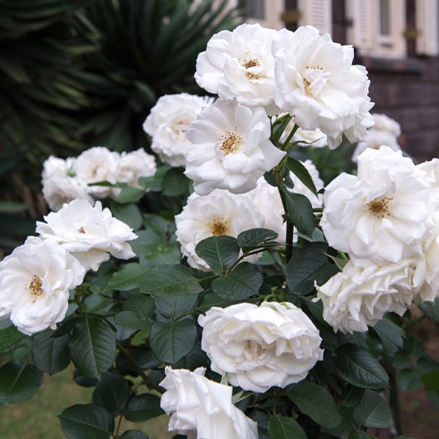 Bakker - Rosier Princesse de Galles ® Hardinkum - Rosa floribunda princesse de galles ® hardinkum