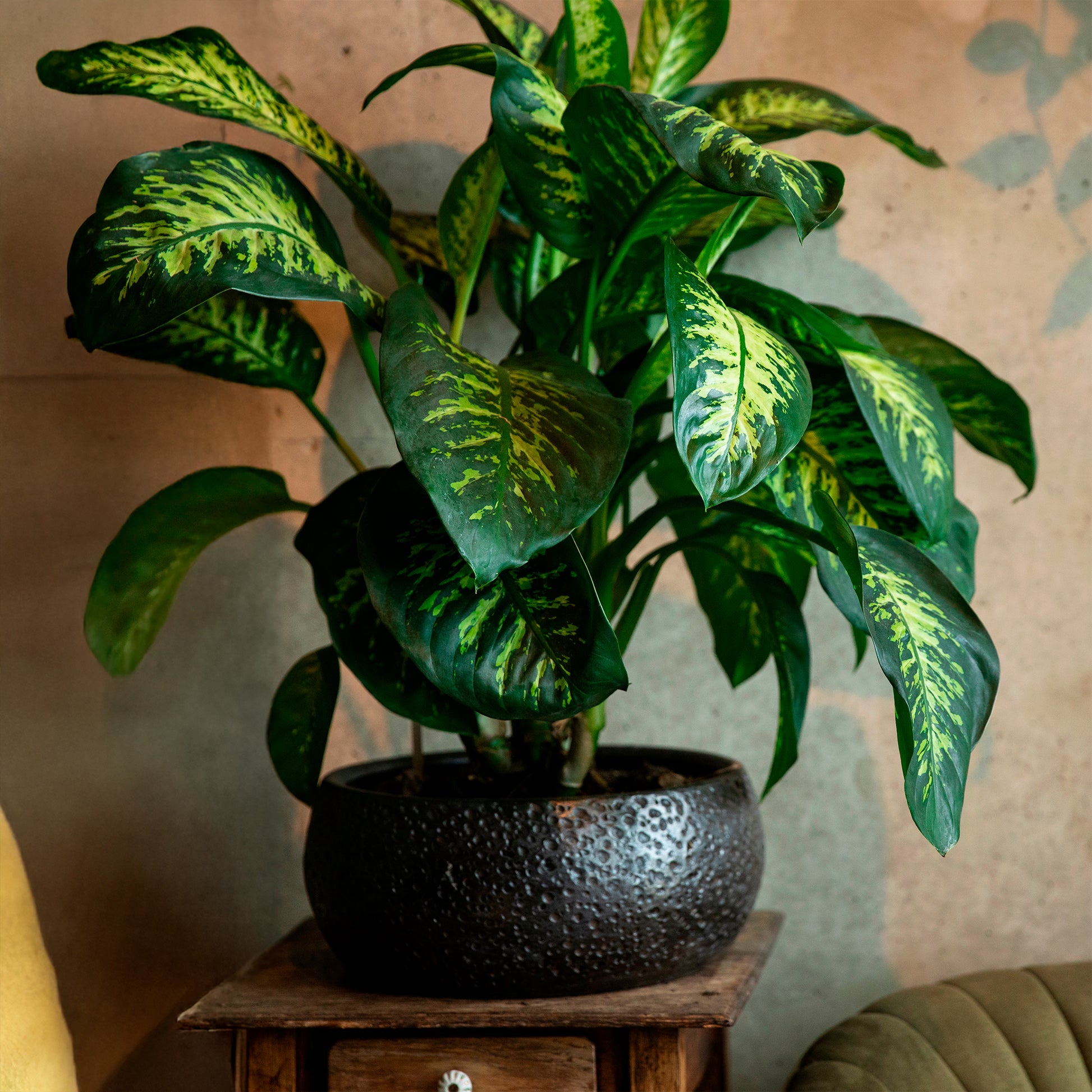 dieffenbachia entretien Dieffenbachia 'Tropic Snow'
