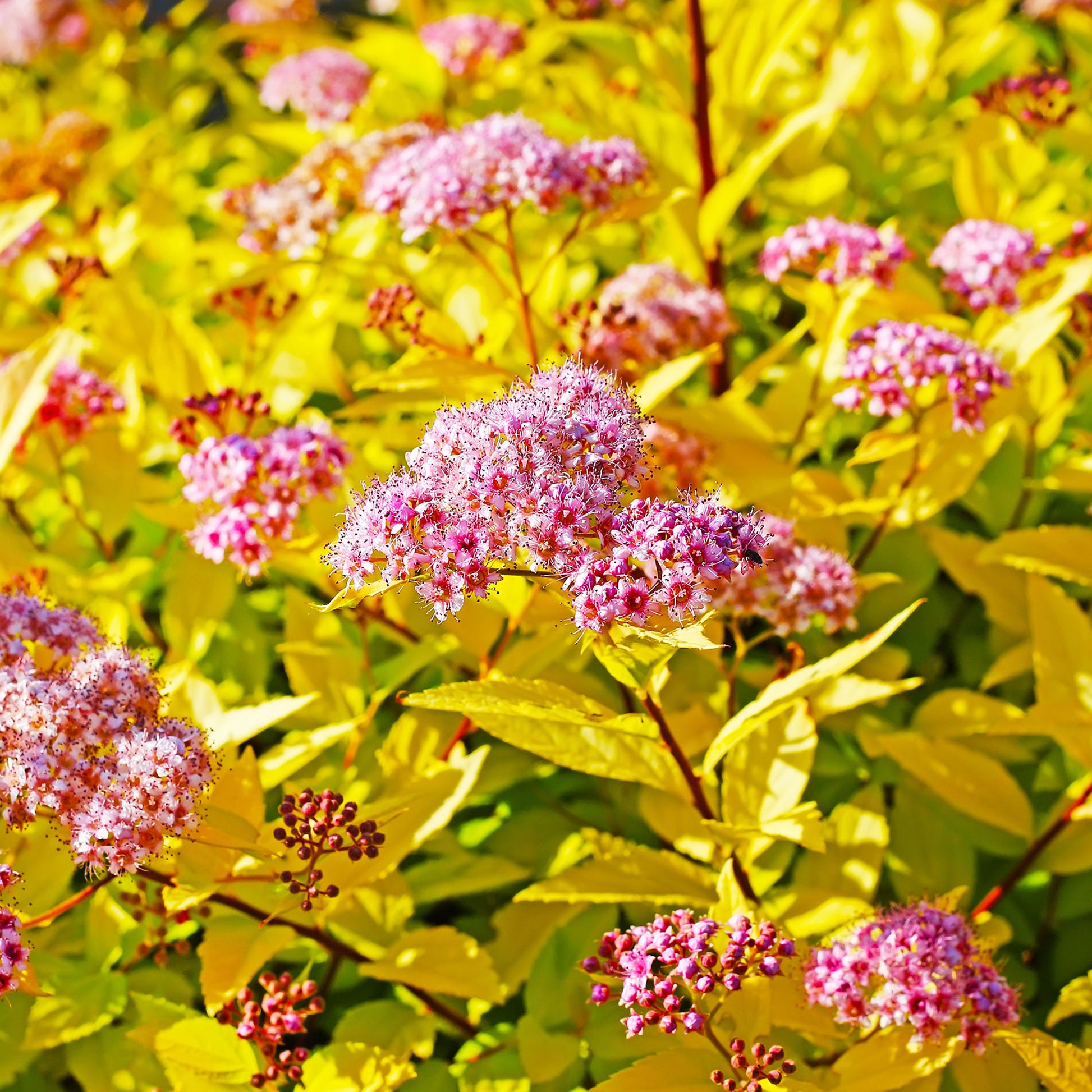 Arbustes de haie - Spirée 'Goldflame' - Spiraea japonica goldflame