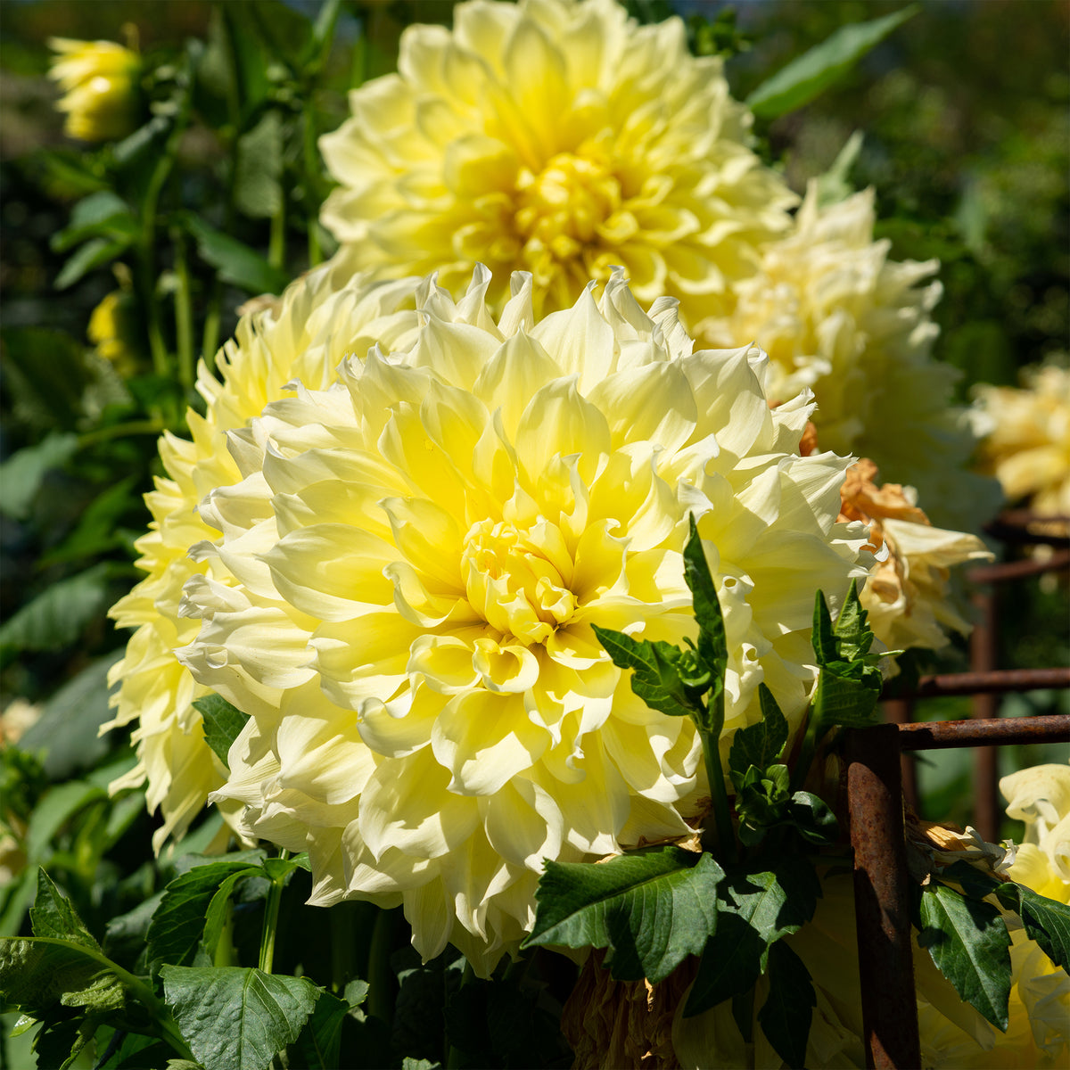 Dahlia 'kelvin floodlight' - 3 Dahlias Kelvin Floodlight - Bulbes de Dahlia