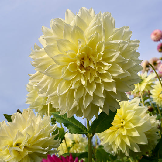 3 Dahlias Kelvin Floodlight - Bakker
