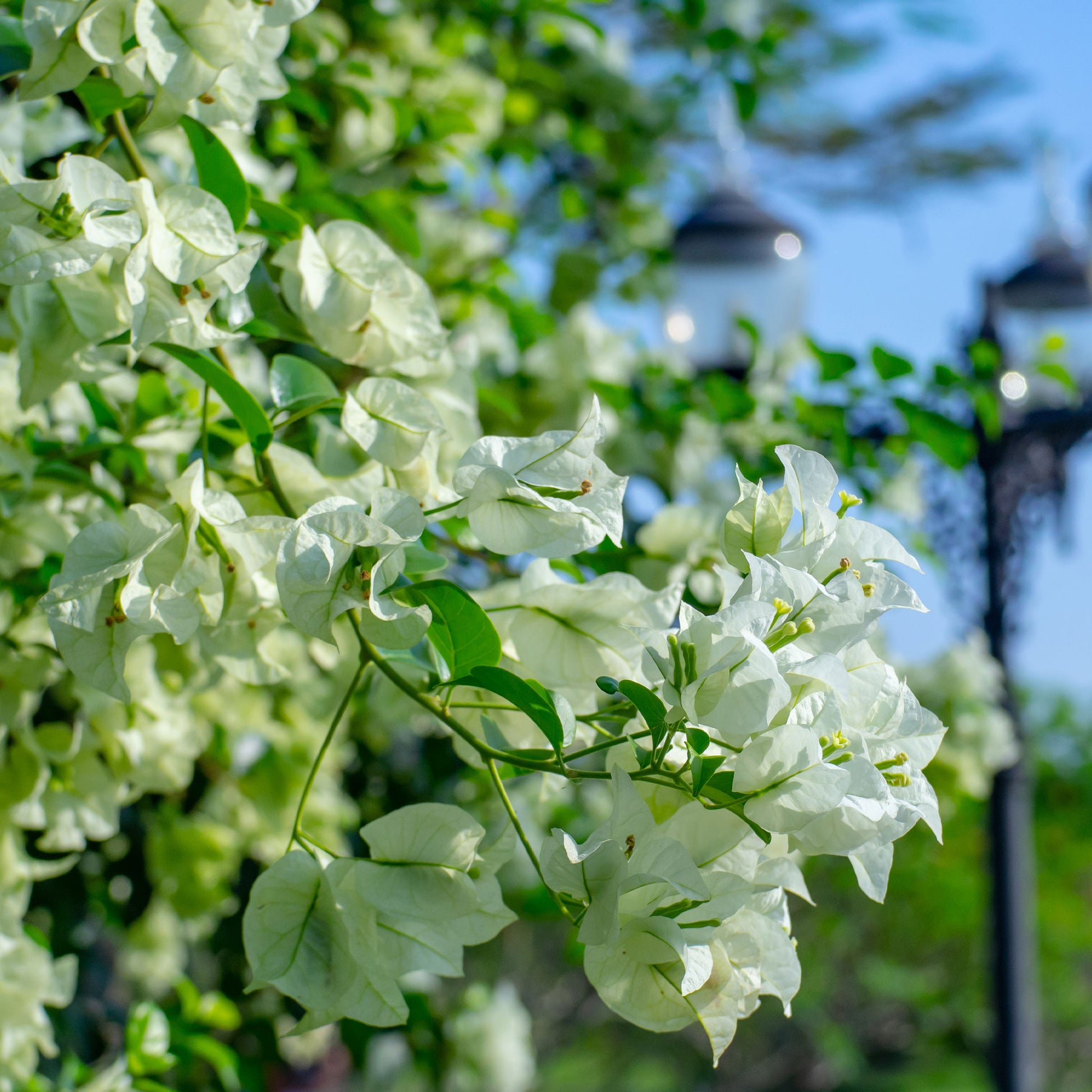 Vente Bougainvillier blanc