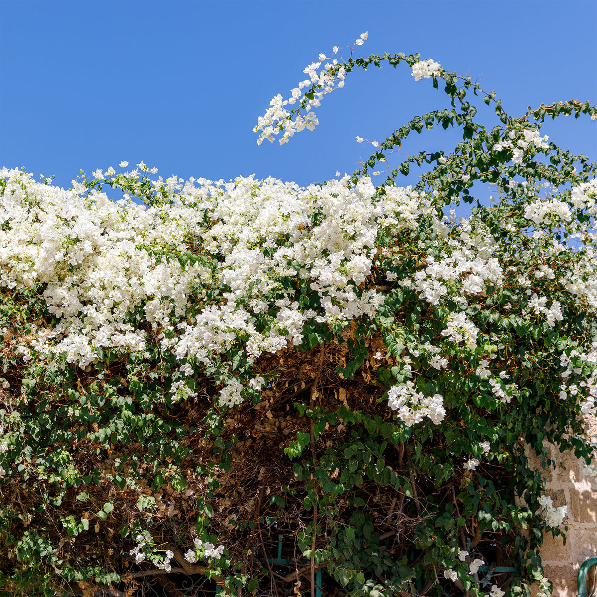 Bougainvillier blanc - Bougainvillea white - Bakker