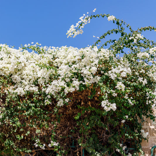 Bougainvillier blanc - Bakker