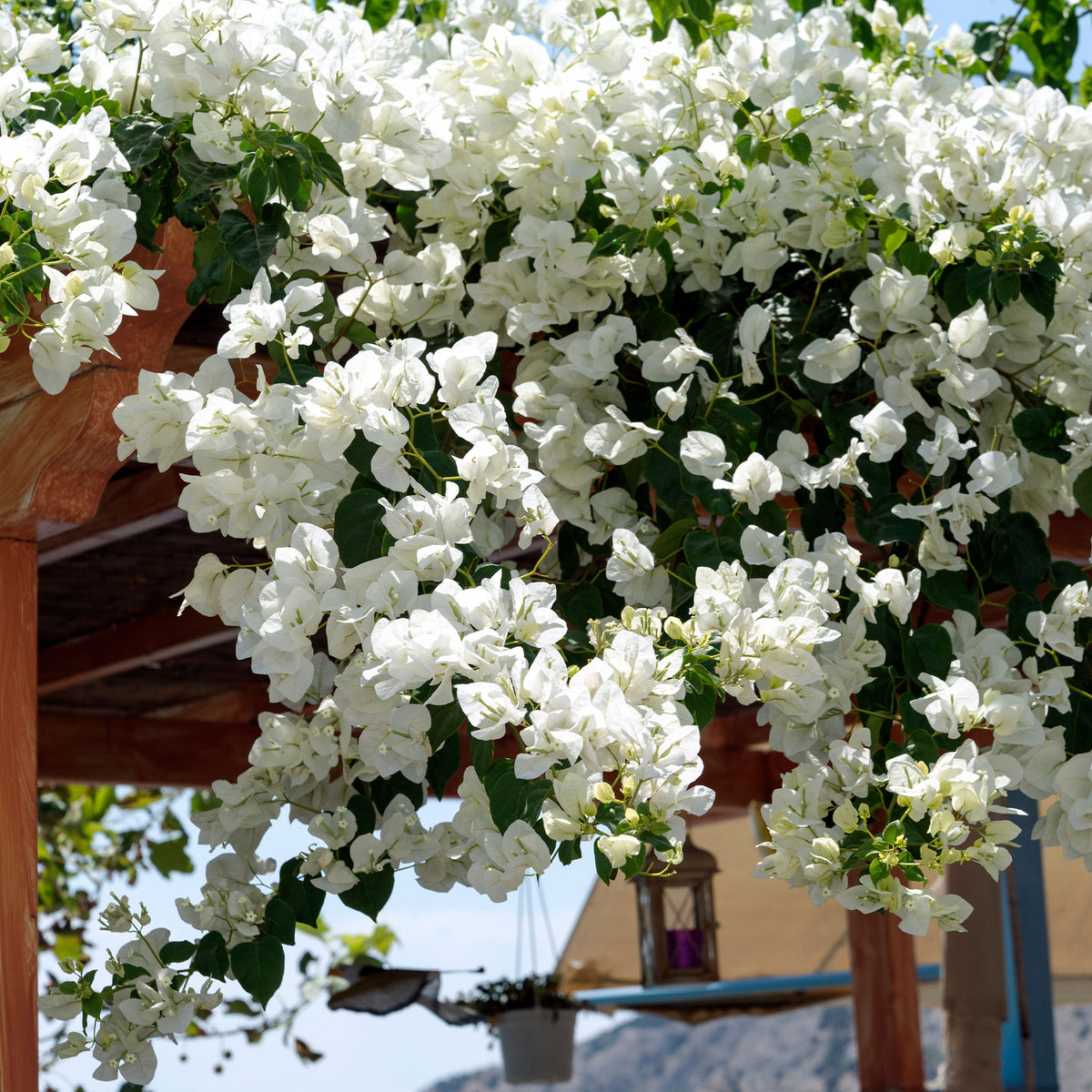 Bougainvillier blanc - Bakker