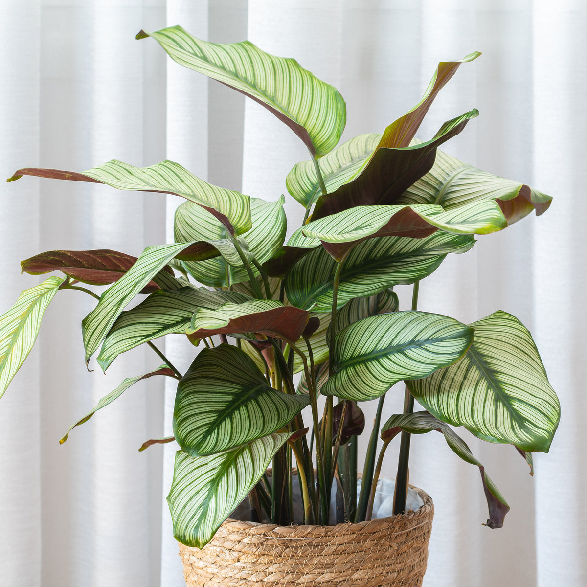 Plante de l'ombre Calathea 'White Star' vert-blanc-rose