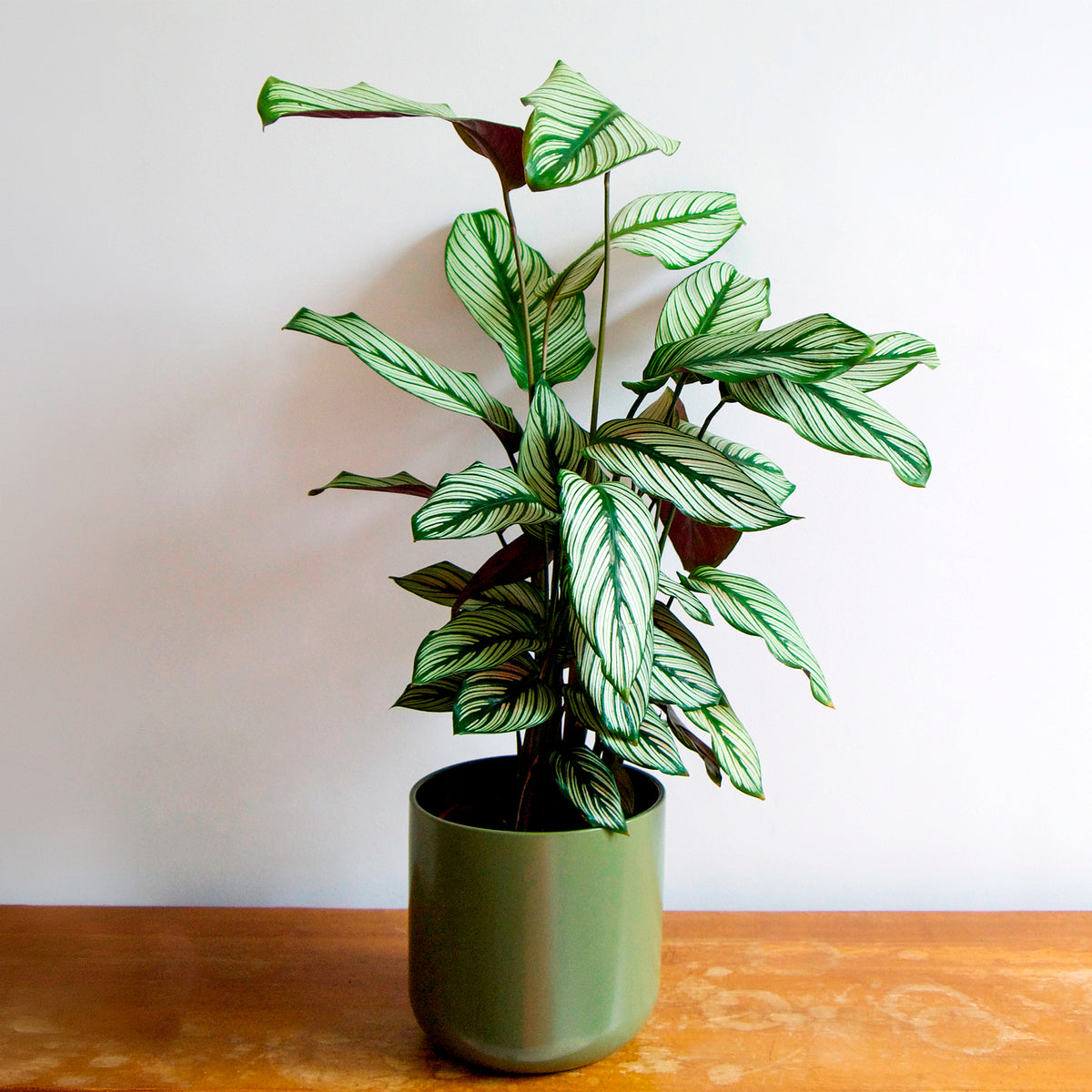 Plante de l'ombre Calathea 'White Star' vert-blanc-rose