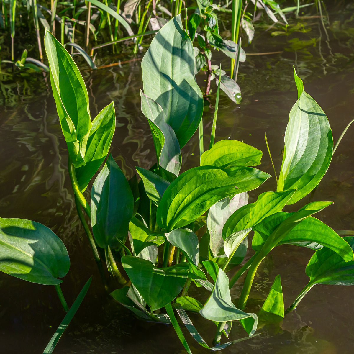 Vente Plantain d'eau - Alisma plantago-aquatica
