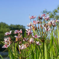 Vente Jonc fleuri Butome en ombelle - Butomus umbellatus