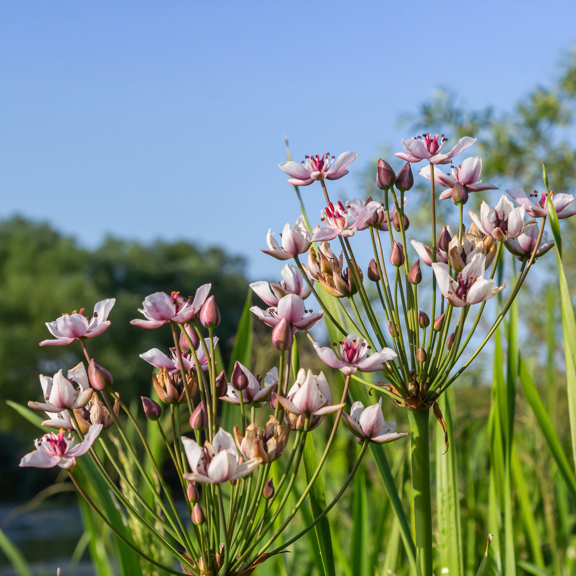 Vente Jonc fleuri Butome en ombelle - Butomus umbellatus