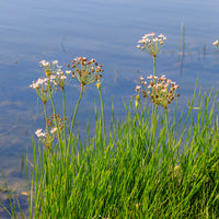 Vente Jonc fleuri Butome en ombelle
