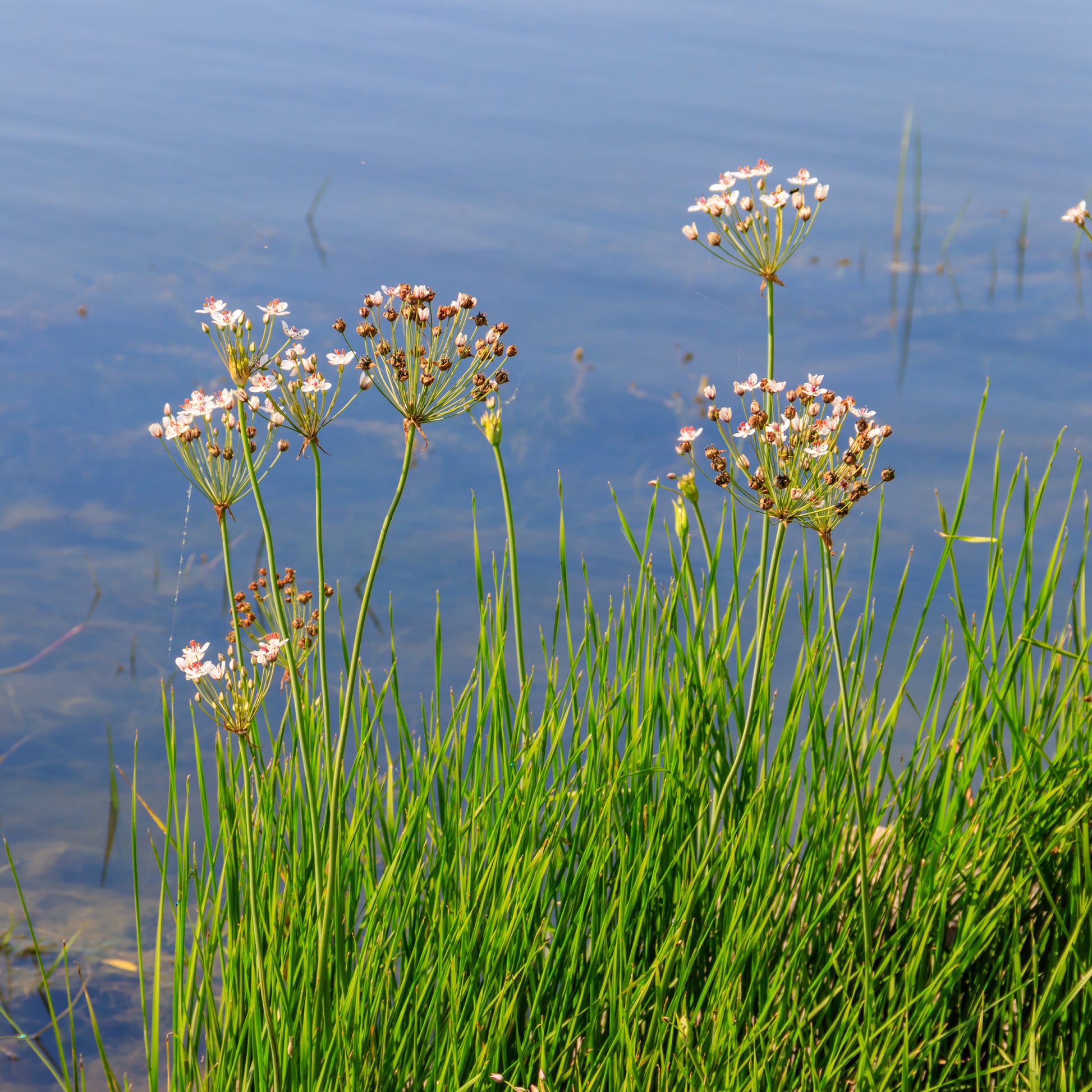 Vente Jonc fleuri Butome en ombelle