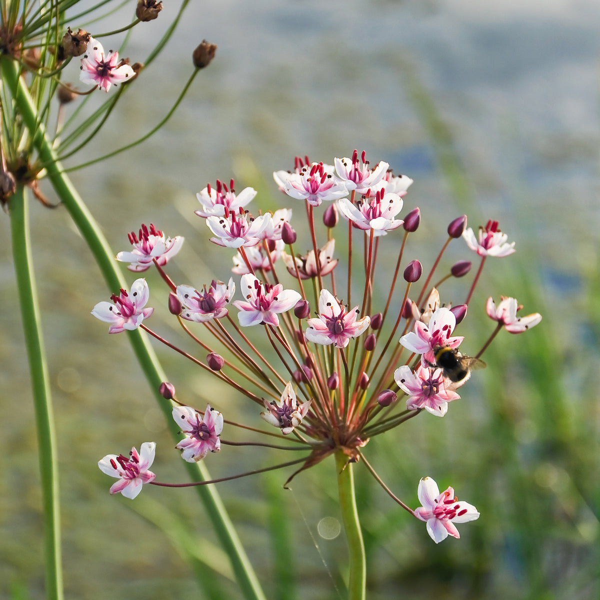 Racines nues - Jonc fleuri Butome en ombelle - Butomus umbellatus