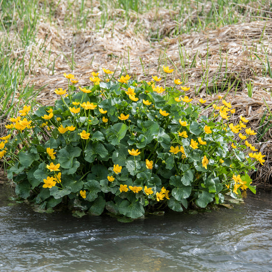 Populage des marais - Souci d'eau - Bakker