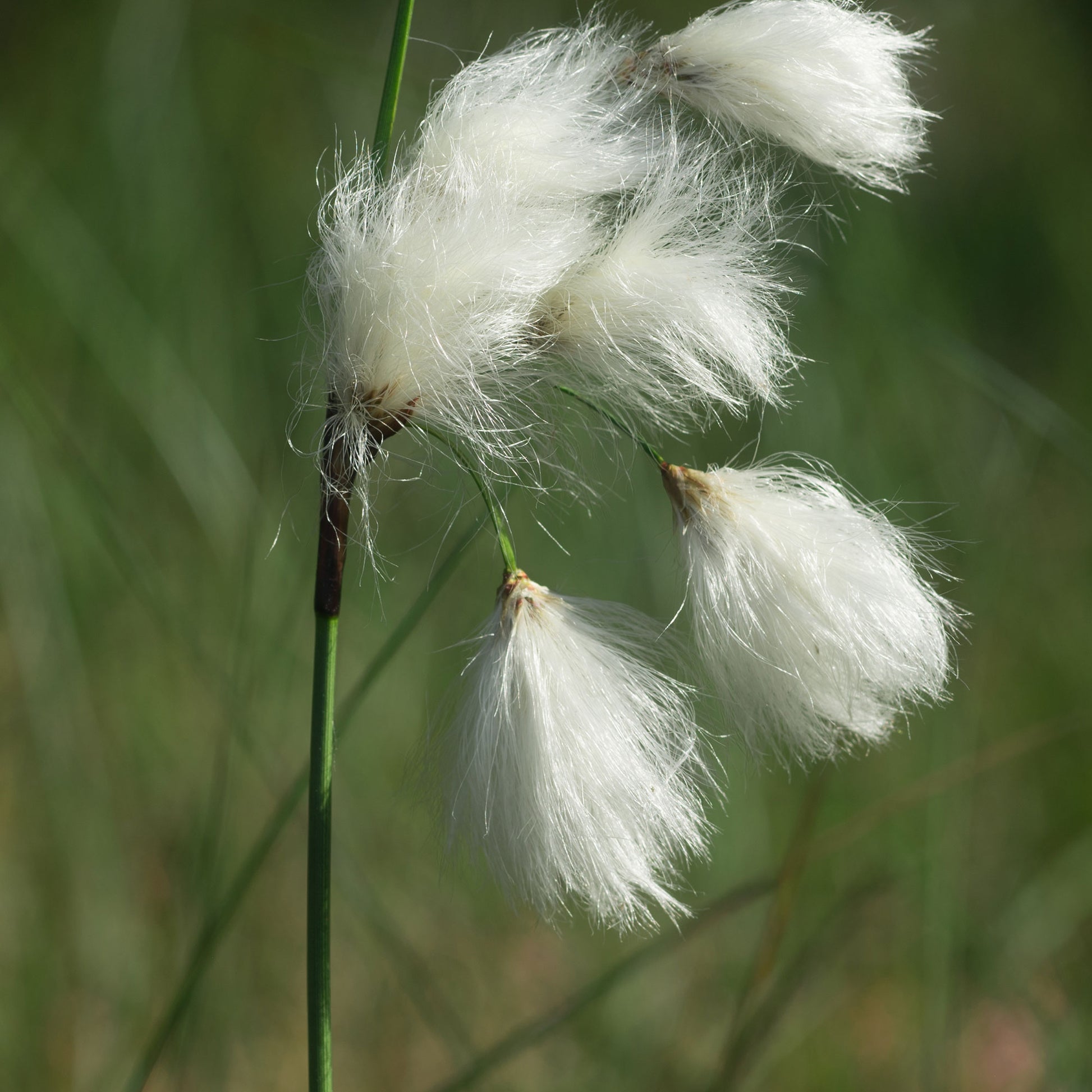 Eriophorum angustifolium - Linaigrette à feuilles étroites - Toutes les plantes de bassin