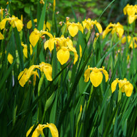 Iris des marais - Iris pseudacorus - Bakker