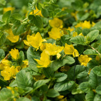 Lysimachia nummularia - Lysimaque - Herbe aux écus - Toutes les plantes de bassin