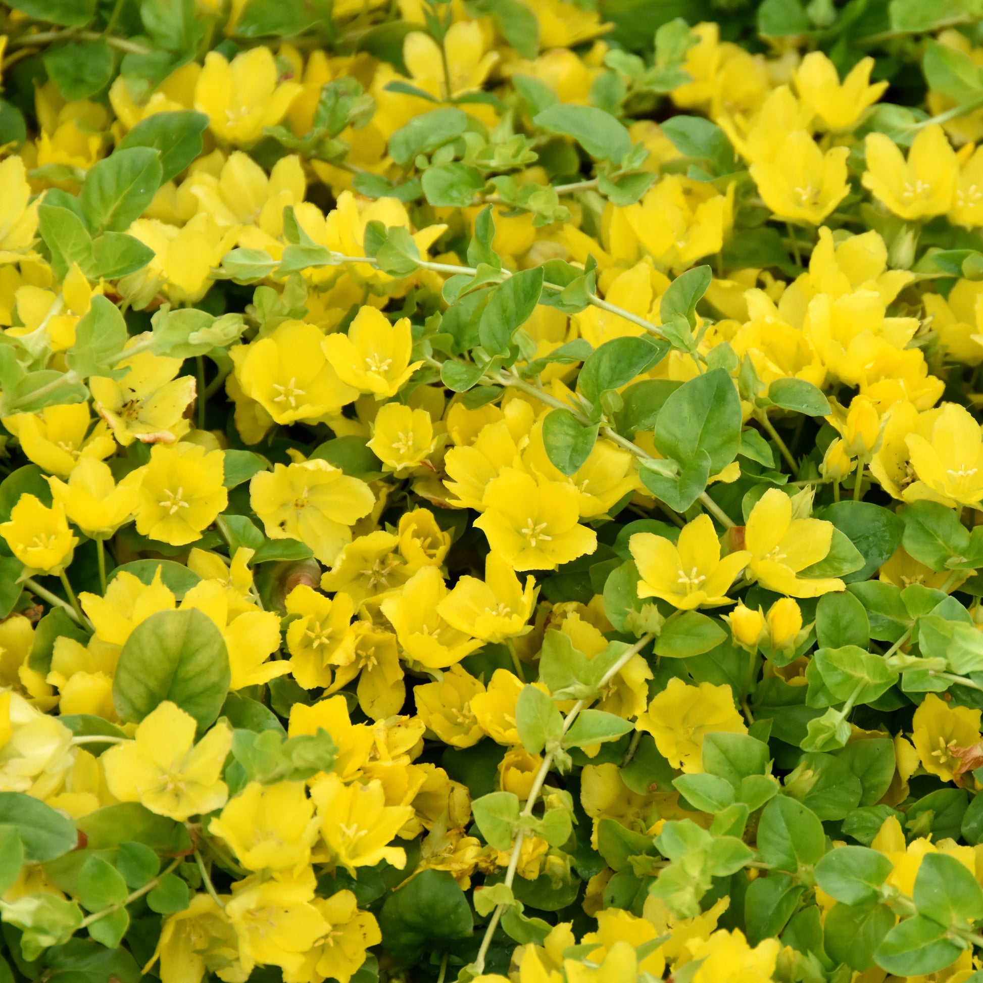 Lysimaque - Herbe aux écus - Bakker