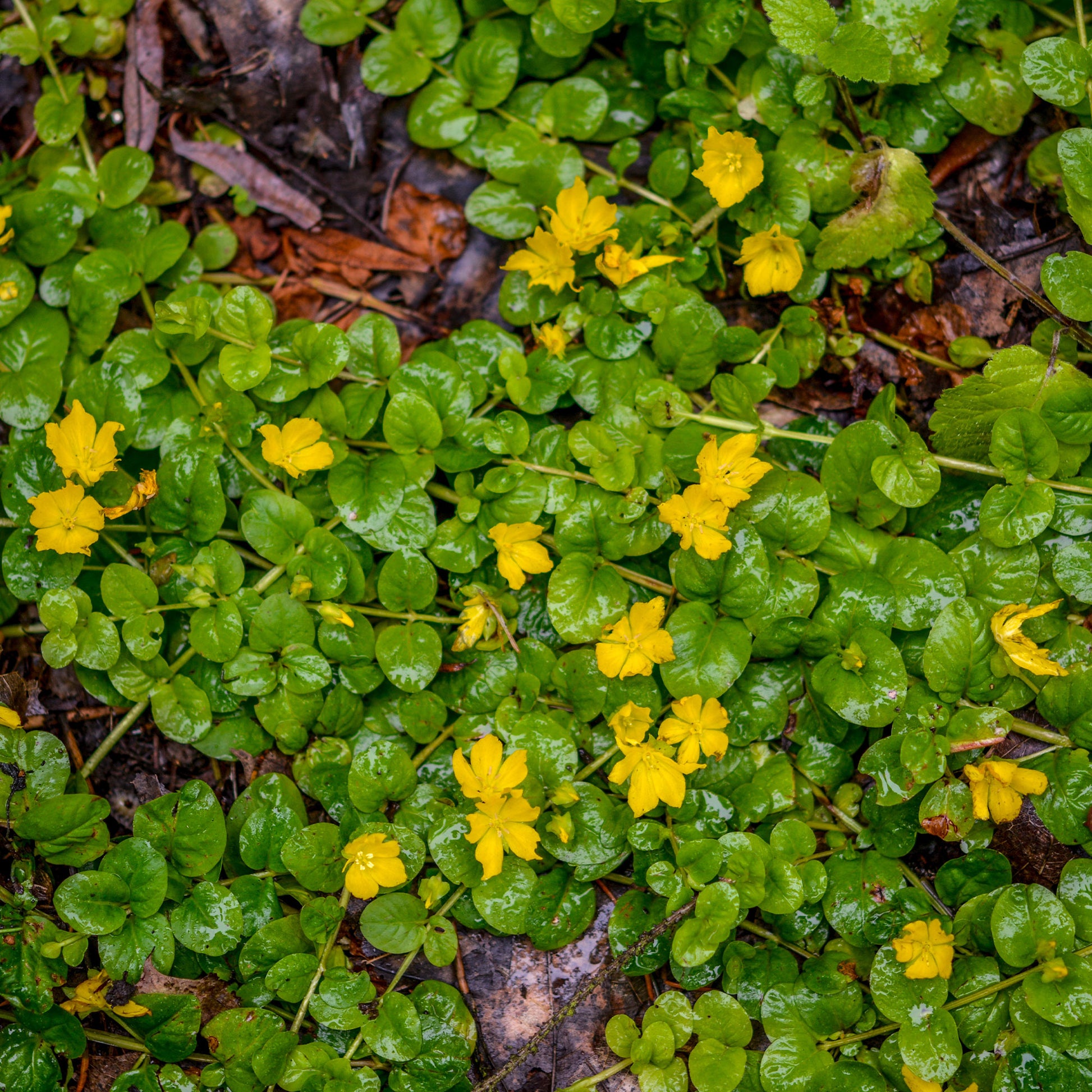 Lysimaque - Herbe aux écus - Lysimachia nummularia - Bakker