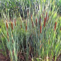 Massette à feuilles étroites - Bakker