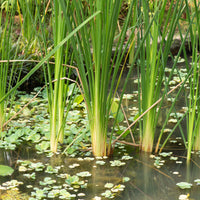Vente Massette à feuilles étroites - Typha angustifolia