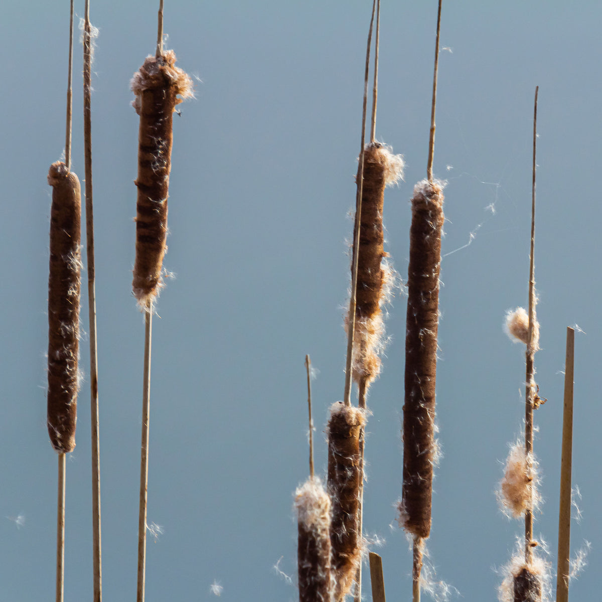 Roseaux - Massette à feuilles étroites - Typha angustifolia