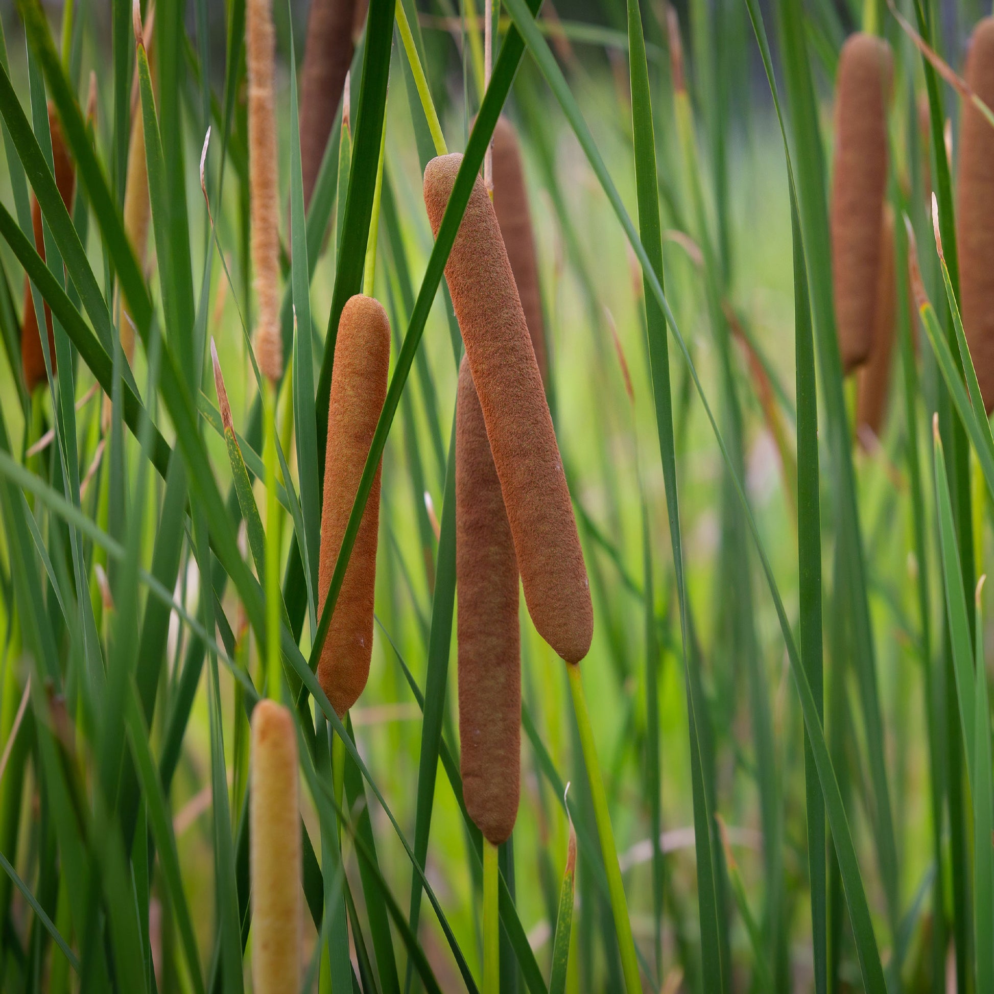 Typha angustifolia - Massette à feuilles étroites - Massette
