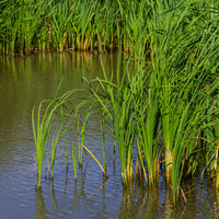 Massette à feuilles étroites - Typha angustifolia - Bakker