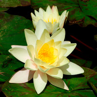 Nymphaea marliacea Chromatella - Nénuphar 'Marliacea Chromatella' - Nénuphars