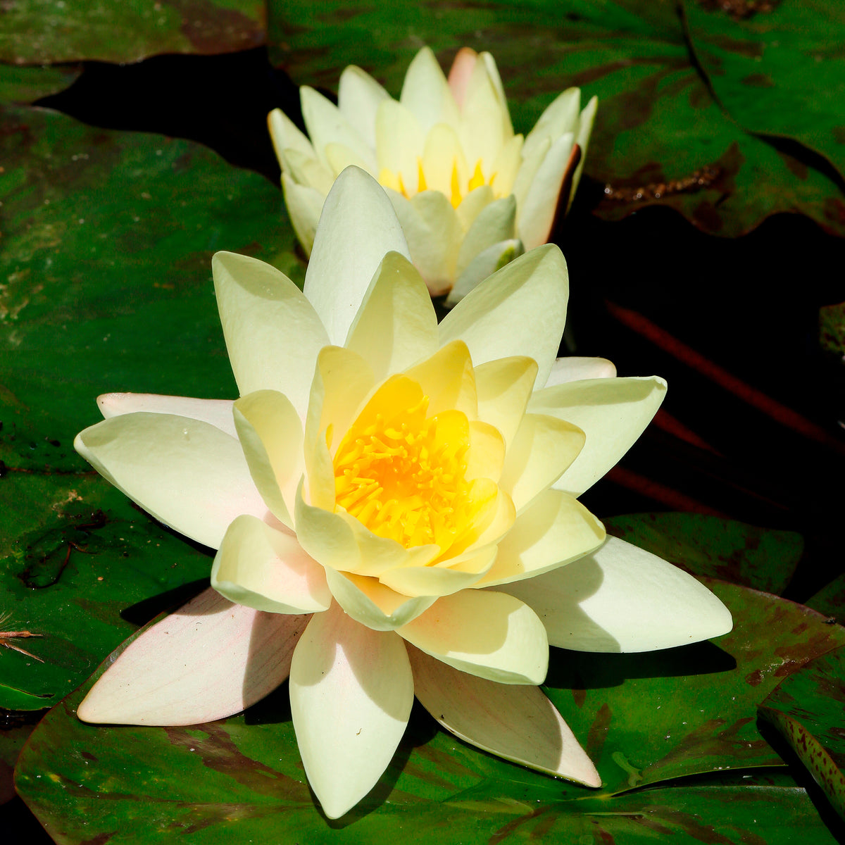 Nymphaea marliacea Chromatella - Nénuphar 'Marliacea Chromatella' - Nénuphars