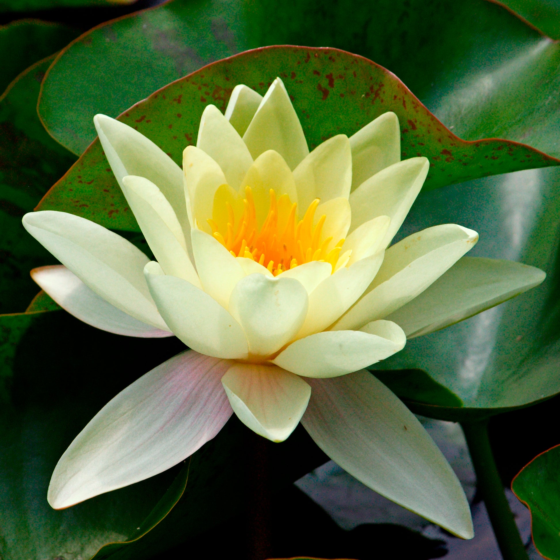 Nénuphars - Nénuphar 'Marliacea Chromatella' - Nymphaea marliacea Chromatella