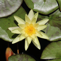 Nénuphar 'Marliacea Chromatella' - Bakker