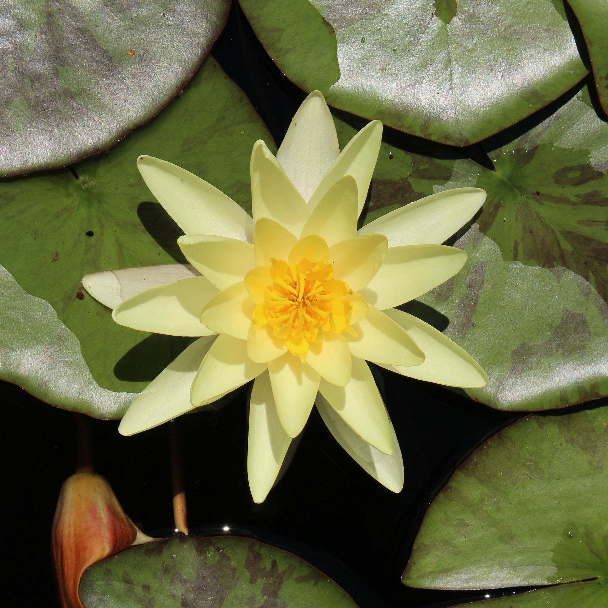 Nénuphar 'Marliacea Chromatella' - Bakker