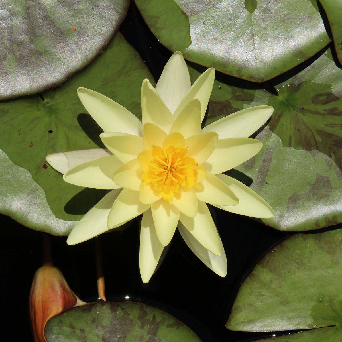Nénuphar 'Marliacea Chromatella' - Bakker