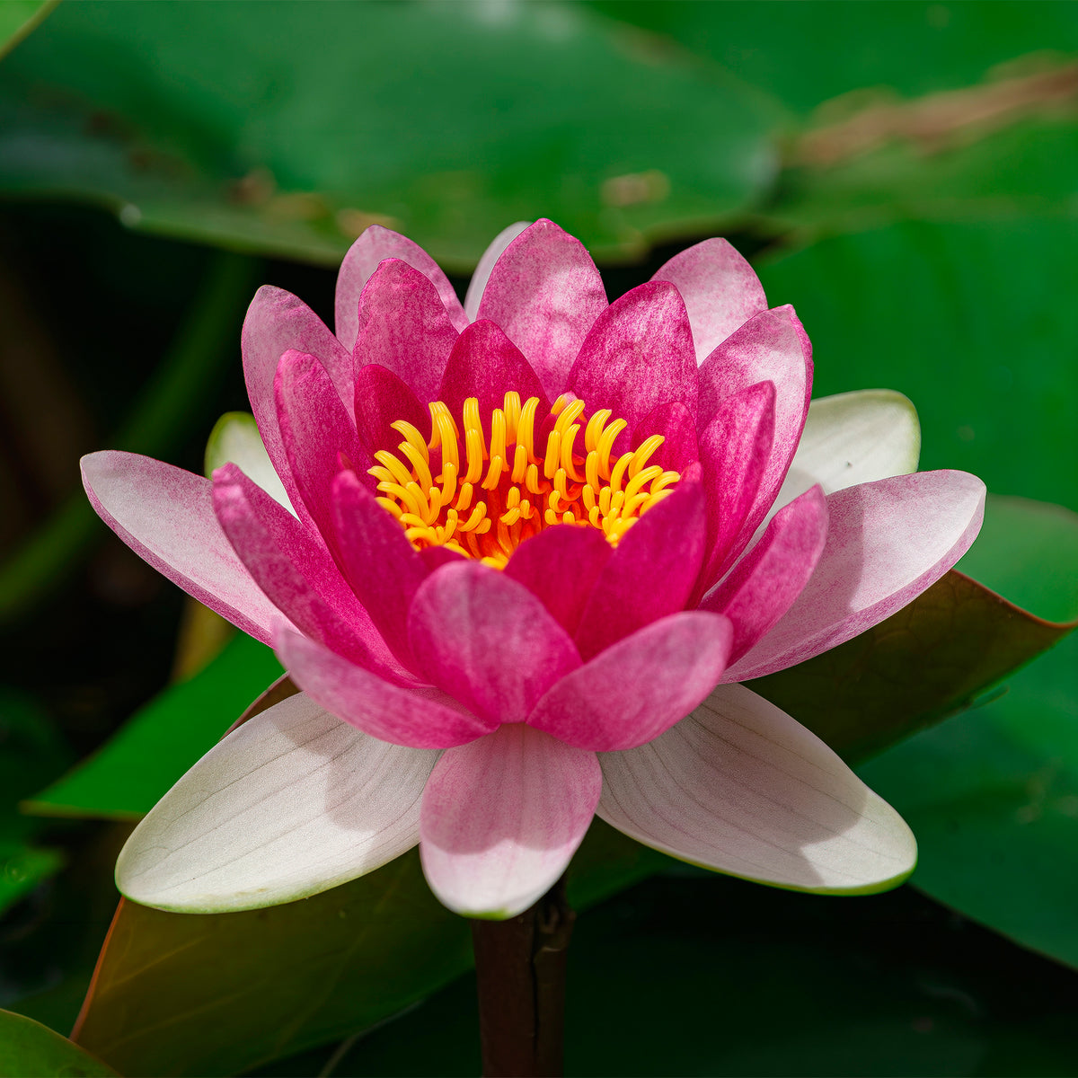 Nénuphar nain 'Pygmaea Rubra'