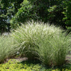 Roseau de Chine 'Morning Light' - Bakker