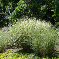 Roseau de Chine 'Morning Light' - Bakker